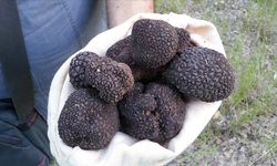 Trüf mantarı nedir? Trüf mantarı nerede yetişir?