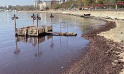 Tekirdağ'da lodos nedeniyle sahilde kırmızı yosun birikti