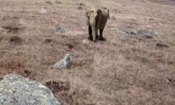 Ardahan’da fil fotoğrafı alarma geçirdi: Tamamen uydurmadır