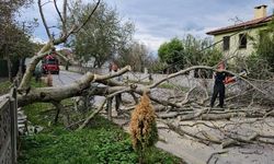 Sapanca’da şiddetli rüzgar ağaç devirdi