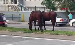Avcılar'da refüjde otlayan atlar görüntülendi