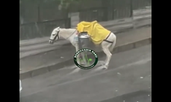 İzmir'de iple bağlandığı için yağmurda mahsur kalan atın görüntüleri tepki çekti
