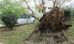 Bursa'da lodosun devirdiği ağaç, otomobilin üzerine düştü