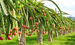 Kuraklık sürerken tropik meyve üretimi artıyor: Bize para değil su lazım