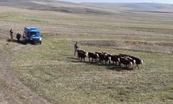 Kars'ta kaybolan inekler dronla bulundu