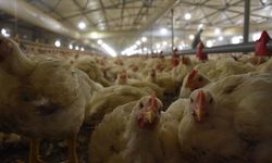 Tavuk eti üretimi eylül ayında geriledi