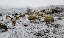 Van ve Hakkari'de kar yağışı