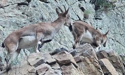 Nesli koruma altındaki yaban keçileri Artvin kara yolunda görüntülendi