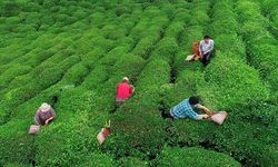 Tarım ve Orman Bakanlığı açıkladı: 2024 yılı yaş çay alım fiyatı belli oldu