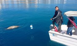 Dünyada yaklaşık 700 Akdeniz fokunun kaldığı tahmin ediliyor: Biri Antalya'da ölü bulundu