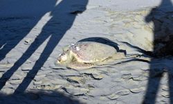 Sinop’ta sahilde ölü caretta caretta bulundu