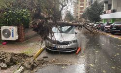 Beylikdüzü'nde üzerine ağaç devrilen kadın yaralandı