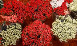 73 ülkeye 140 milyon dolarlık çiçek ihracatı