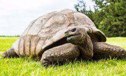 191’inci yaş gününü kutladı: İyi ki doğdun kaplumbağa Jonathan!