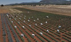 TİKA, Kuzey Makedonya'da çiftçilere tarımsal ekipman desteğinde bulundu