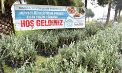 Manisa Büyükşehir'den Salihli, Kula ve Selendi'de üreticiye fidan desteği