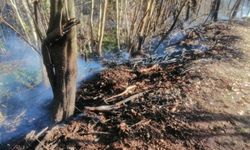Sakarya Karasu'daki ormanda yangını söndürüldü