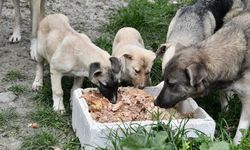 Beylikdüzü'nde bir yılda 1372 köpek kısırlaştırıldı