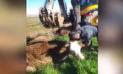 Şırnak’ta kaybolan inek Irak sınırında bulundu
