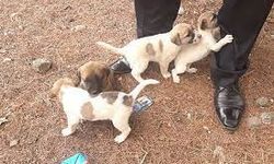 Kırsal alanda çuvalda 15 köpek yavrusu bulundu: Koruma altına alındı