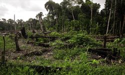 Brezilya, Amazonlardaki ormansızlaşmanın önceki yıl yüzde 50 azaldığını duyurdu