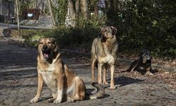 Erzincan'da köpeklerine boğdurduğu kurdu yaktı: Gözaltına alındı