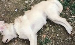 Çanakkale’de zehirlendiği belirlenen 14 köpek telef oldu