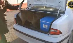 Malatya'da durdurulan otomobilde 6 kilo skunk ele geçirildi; 1 tutuklama