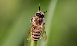 Arılardaki kayıplar üreticileri endişelendiriyor