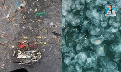 Marmara Denizi ay denizanası istilası altında: Çözüm için nasıl bir yol izlenmeli?