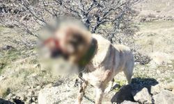 Kayseri'de köpek dövüştüren 12 kişi yakalandı