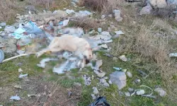 Ankara'da sokak köpeği, ağzı ve ayakları plastik kelepçeyle bağlı olarak ölü bulundu