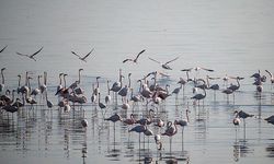 Ege'deki sulak alanlarda 157 bin 503 su kuşu sayıldı
