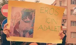 Savcılıktan Başakşehir'de kedi 'Eros'u öldüren sanık hakkındaki karara itiraz