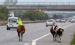 İstanbul'da sahibinden kaçan ve otoyola giren inek trafikte tehlike yarattı