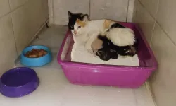 Kedi, İnegöl Devlet Hastanesi'nde doğum yaptı