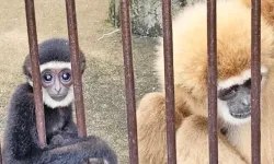 Tek başına kafeste tutulurken hamile kalan maymunun gizemi çözüldü