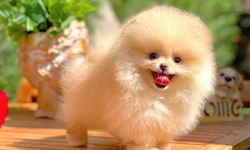 Müge Anlı Pomeranian cinsi köpek ne kadar?