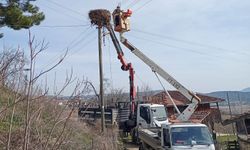 Sinop'ta leylekler için yapay yuvalar oluşturuldu