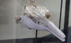 Peru'da dev yunusa ait 16 milyon yıllık kafatası bulundu