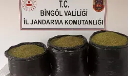 Bingöl'de 12 günde 53 kilo 641 kilogram esrar ele geçirildi