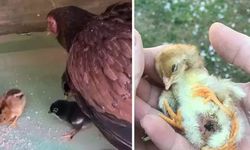 Yumurtadan 4 ayaklı civciv çıktı