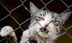 Ankara’da kediyi tekmeleyen market sahibine hayvanseverlerden tepki
