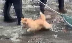 Gayrettepe'deki '1.Şube' binasının yıkımı sırasında içeri giren kedi kurtarıldı