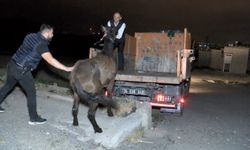 İstanbul'da gecekonduda at kesenlere baskın: 3 at koruma altına alındı