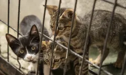 Ankara'da başları ve patileri kesilerek öldürülmüş 6 yavru kedi bulundu