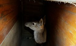 Salda Gölü çevresine 7 kızıl geyik daha bırakıldı