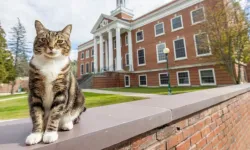 ABD'de Vermont Üniversitesi bir kediye onursal doktora verdi