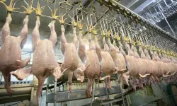 CHP'den, Ticaret Bakanlığının tavuk eti ihracatına getirdiği sınırlamaya tepki
