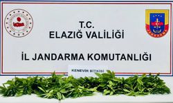 Elazığ'da 158 kök Hint keneviri ele geçirildi